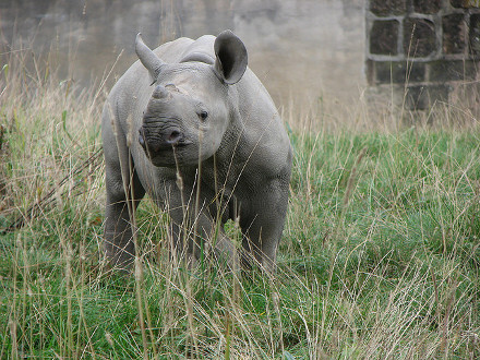 Baby Black Rhino