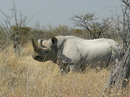 A Black Rhino